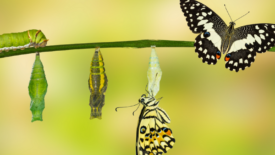 butterfly lifecycle